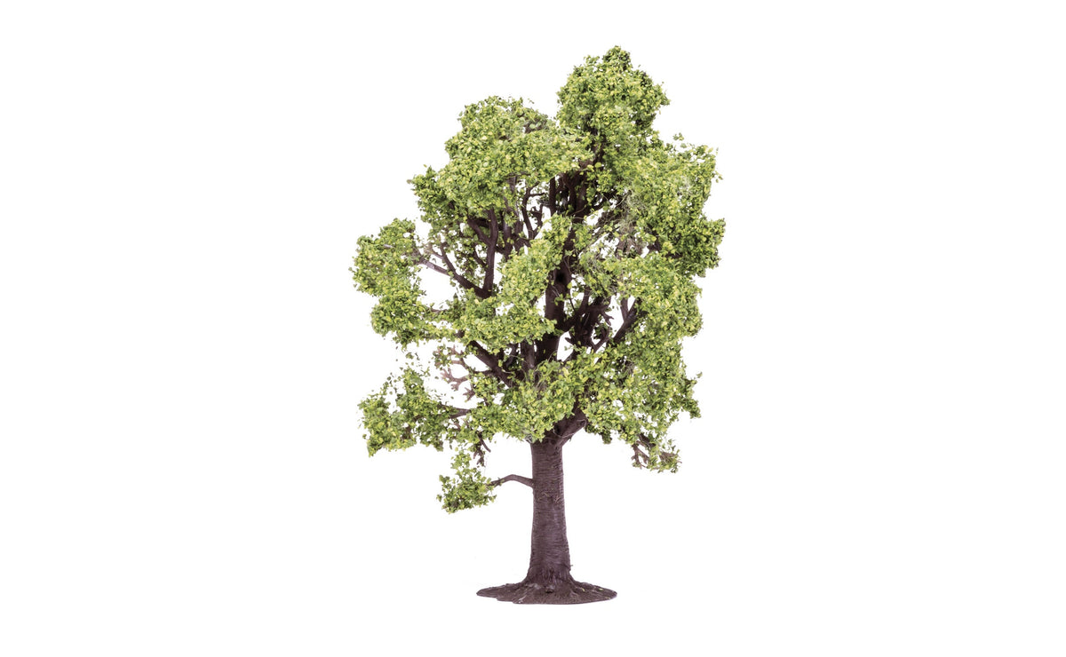 Beech Tree - 13cm